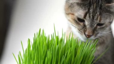 Mutlu kedi taze yeşil çim yeme