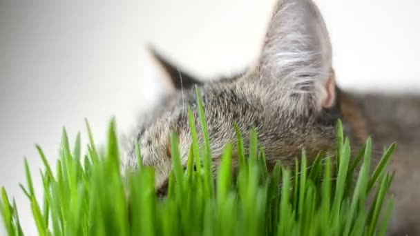 Щасливий кіт їсть свіжу зелену траву — стокове відео