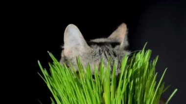 Taze yeşil çim yeme kedi