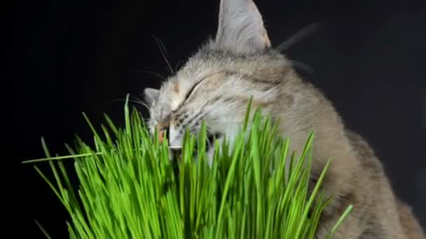 Kočka žere čerstvé zelené trávy — Stock video