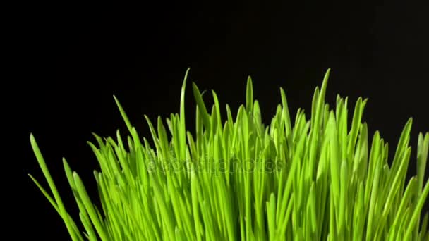 Podlewanie trawy z spray — Wideo stockowe