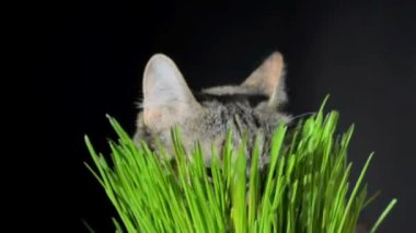 Taze yeşil çim yeme kedi