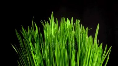 gras op een zwarte achtergrond
