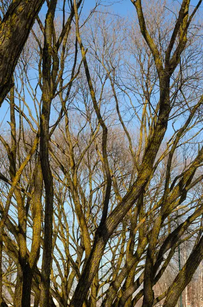 Branches d'arbres sans feuilles contre le ciel bleu — Photo