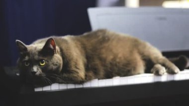 Mavi İngiliz kedi evde kamera önünde yalan