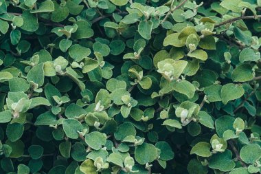 yaprak yeşil arka plan.