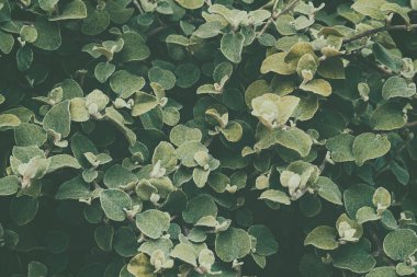 yaprak yeşil arka plan.