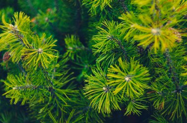 köknar ağacı dalları arka plan