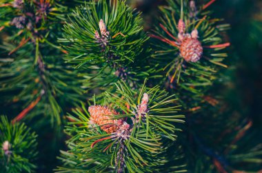 köknar ağacı dalları arka plan