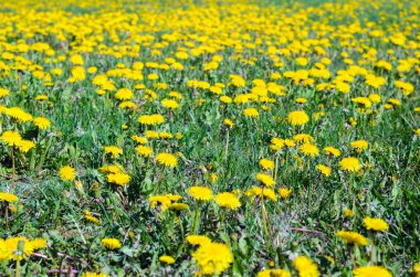 Sarı karahindiba tarlası