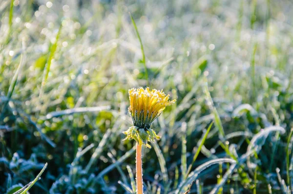 Uma Flor de um dente de leão na geada de manhã — Fotografia de Stock