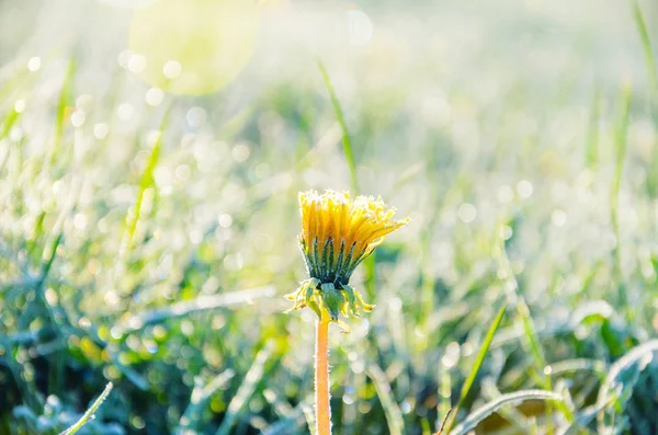 Bir karahindiba sabah Frost bir çiçek