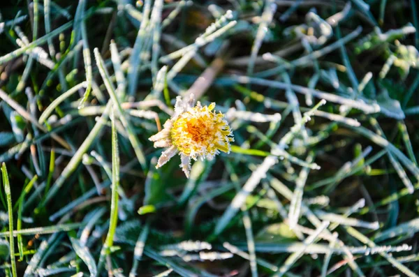 Une fleur d'un pissenlit dans le gel du matin — Photo