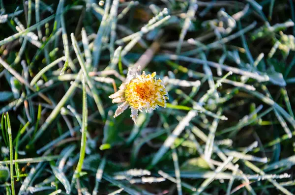 Ένα λουλούδι μιας πικραλίδας σε ο παγετός το πρωί — Φωτογραφία Αρχείου