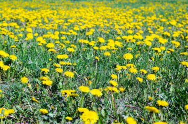 Sarı karahindiba tarlası