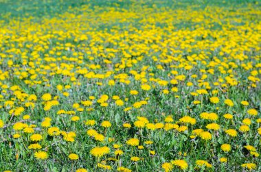 Sarı karahindiba tarlası