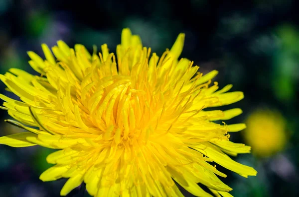 Vue rapprochée d'une fleur de pissenlit jaune — Photo