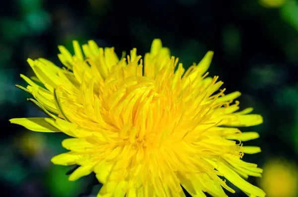 Крупный план цветка жёлтого одуванчика — стоковое фото