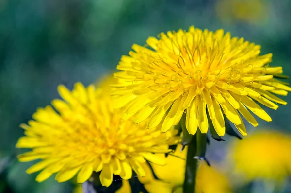 Крупный план цветка жёлтого одуванчика — стоковое фото