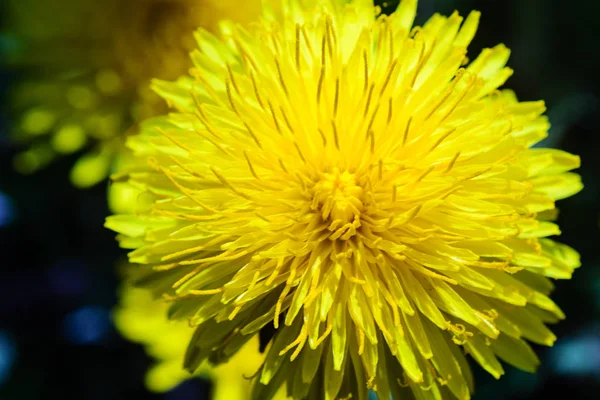 Close-up view of a yellow dandelion flower — Stock Photo, Image