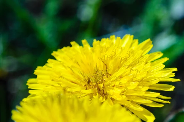 Γκρο πλαν θέα ένα κίτρινο λουλούδι πικραλίδα — Φωτογραφία Αρχείου