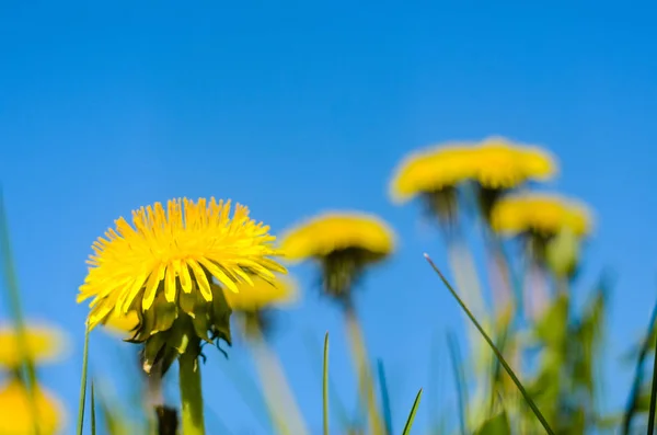 Yellow dandelions with blue sky background Royalty Free Stock Photos