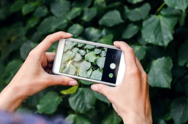 bir akıllı telefon ile fotoğraf çekimi