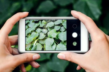 bir akıllı telefon ile fotoğraf çekimi