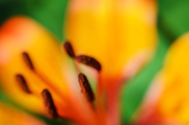 Hibrid Lily Royal günbatımı