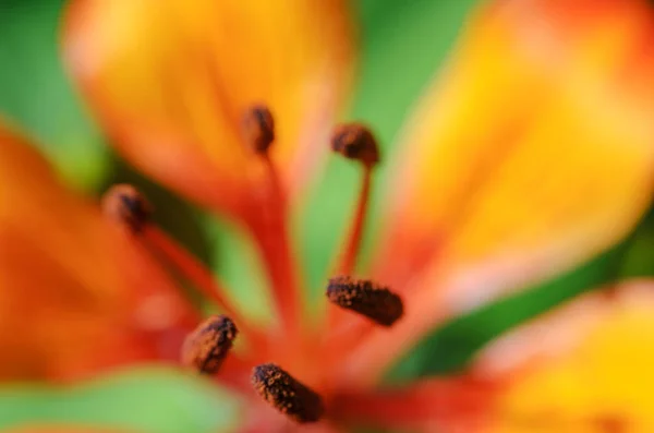 Hybridlilie königlicher Sonnenuntergang — Stockfoto