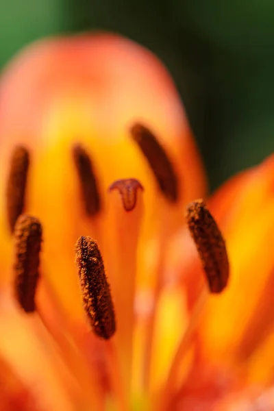 Hybridlilie königlicher Sonnenuntergang — Stockfoto