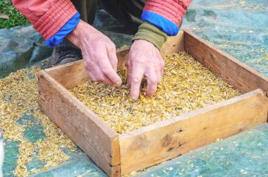 Tahıl elek ile el ile Eleme