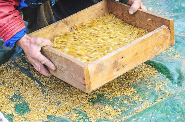 Tahıl elek ile el ile Eleme