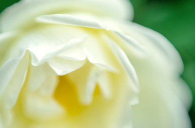 beyaz gül arka plan