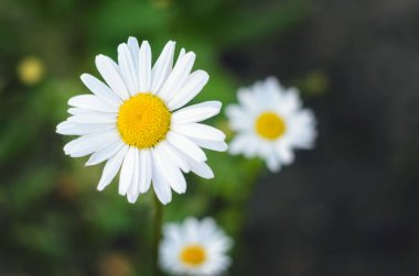 Üç chamomiles. Çiçek açan çiçek