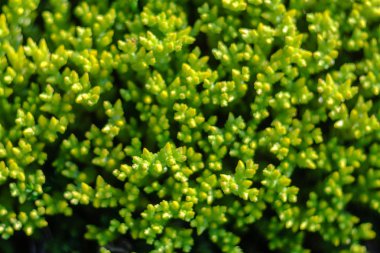 Yeşil doğal renkli