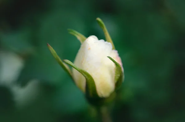 Закрытый белый розовый цветок — стоковое фото