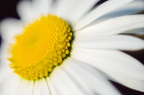 Kamille. Blühende Blume — Stockfoto