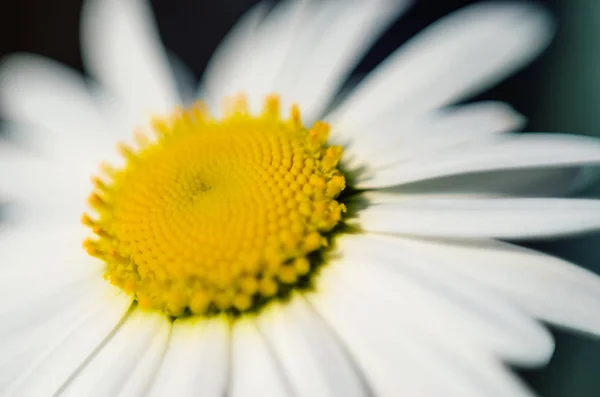 Kamille. Blühende Blume — Stockfoto