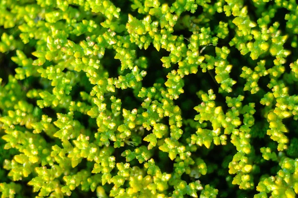 Sfondo verde naturale — Foto Stock