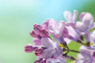 Görüntüyü bahar Eflatun mor çiçek