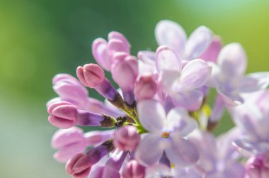 Görüntüyü bahar Eflatun mor çiçek