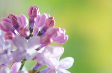 Görüntüyü bahar Eflatun mor çiçek