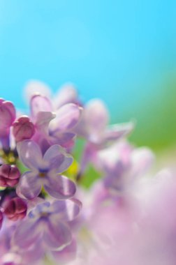 Görüntüyü bahar Eflatun mor çiçek