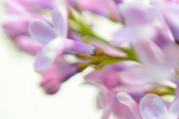 Макроизображение весенне-сиреневых фиолетовых цветов — стоковое фото