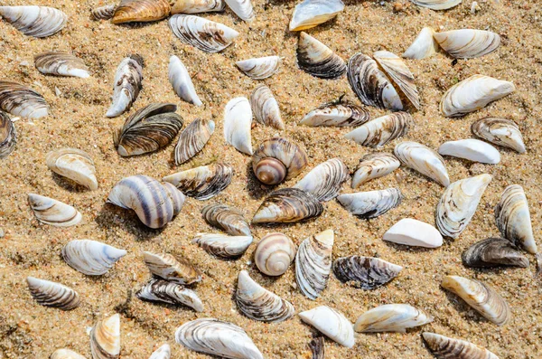 Seashells Beach Sand Top View Sea Beach Texture — Stock Photo, Image