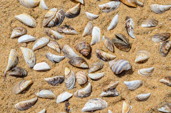 Seashells Beach Sand Top View Sea Beach Texture — Stock Photo, Image