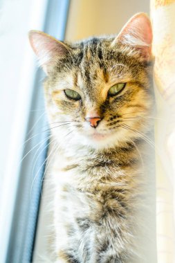 Uyuyan kedi parlak arka plan üzerinde. Pencerenin yanında yerli kedi portresi