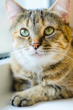 Kedi portre parlak zemin üzerine