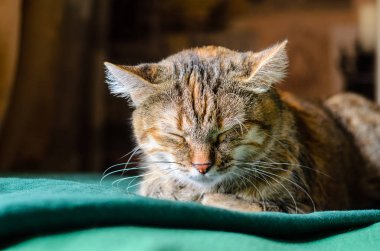 Uyuyan tekir kedi Pportrait